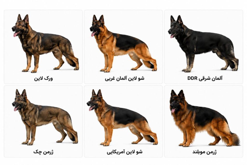 خلاصه ای از انواع نژاد سگ ژرمن شپرد